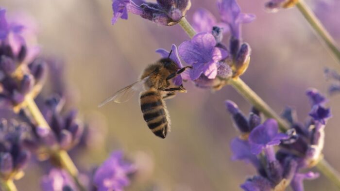 Las abejas se mueren. ¡Salvarlas esta en nuestras manos!