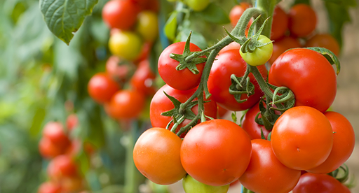 ¡Cómo cultivar tomates cherry, qué buenos!