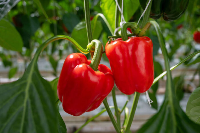 Les tasques de l’hort al mes de juliol