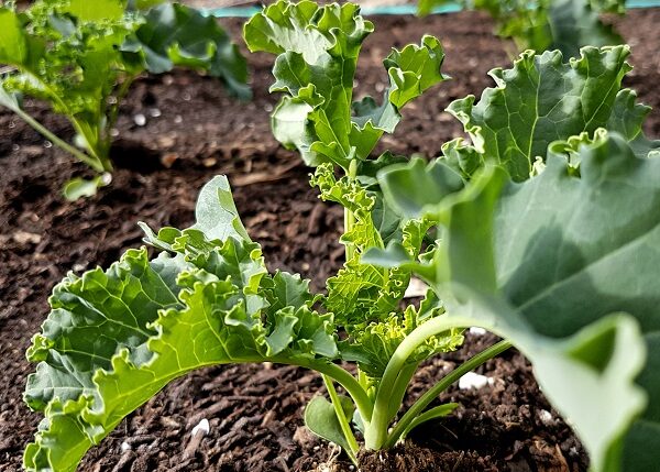 Les tasques de l’hort al mes de setembre